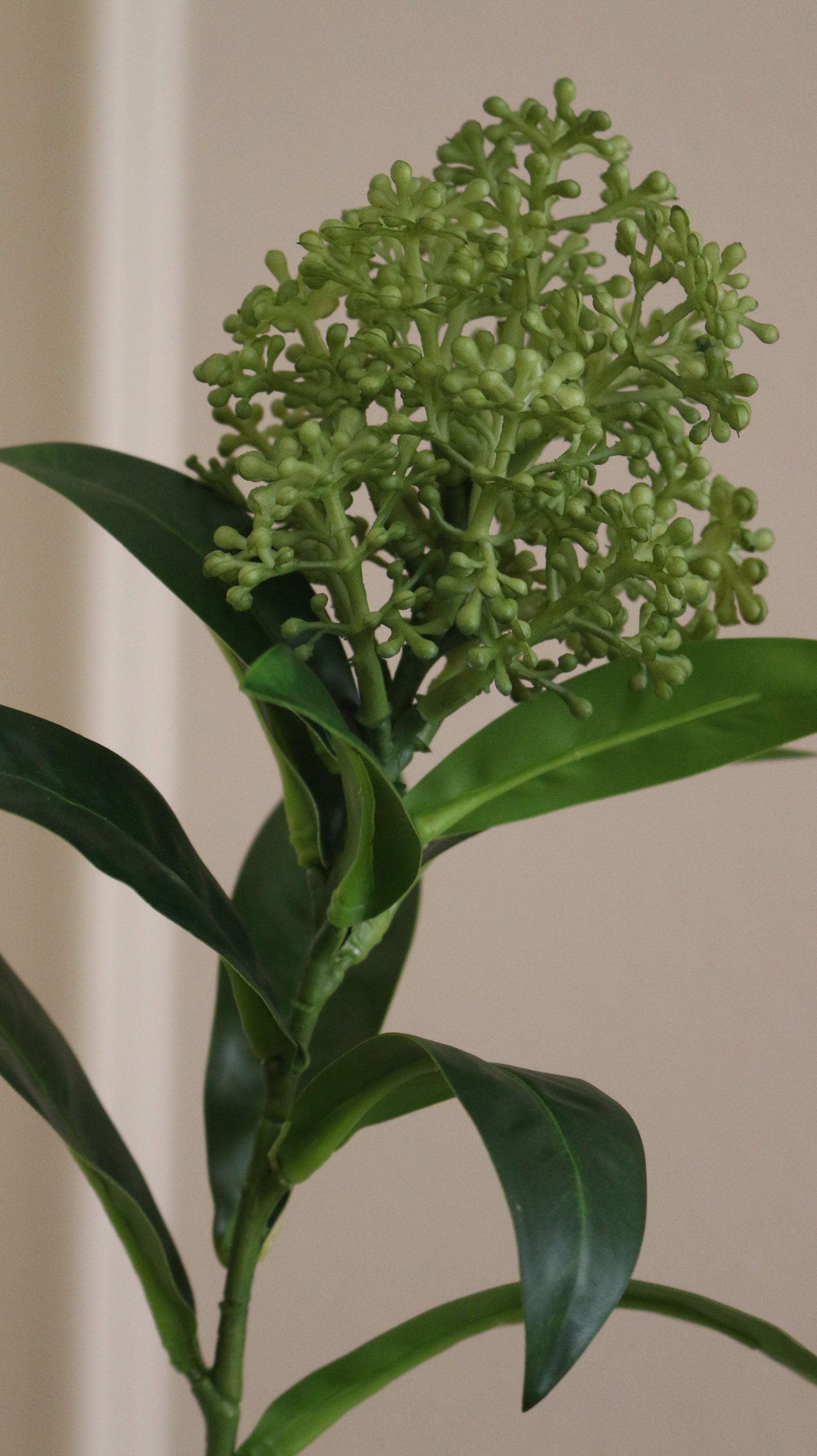 Skimmia
