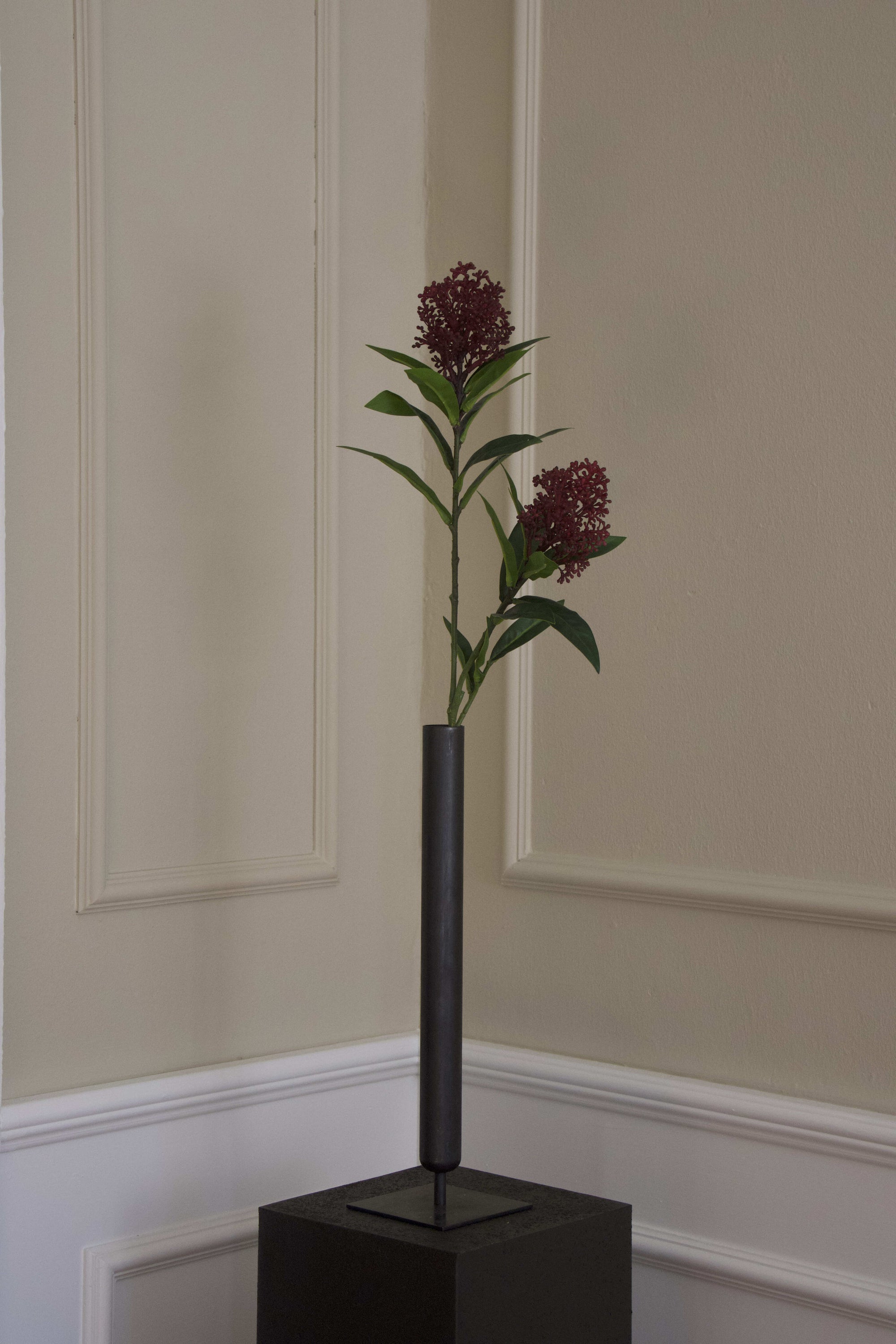 Skimmia