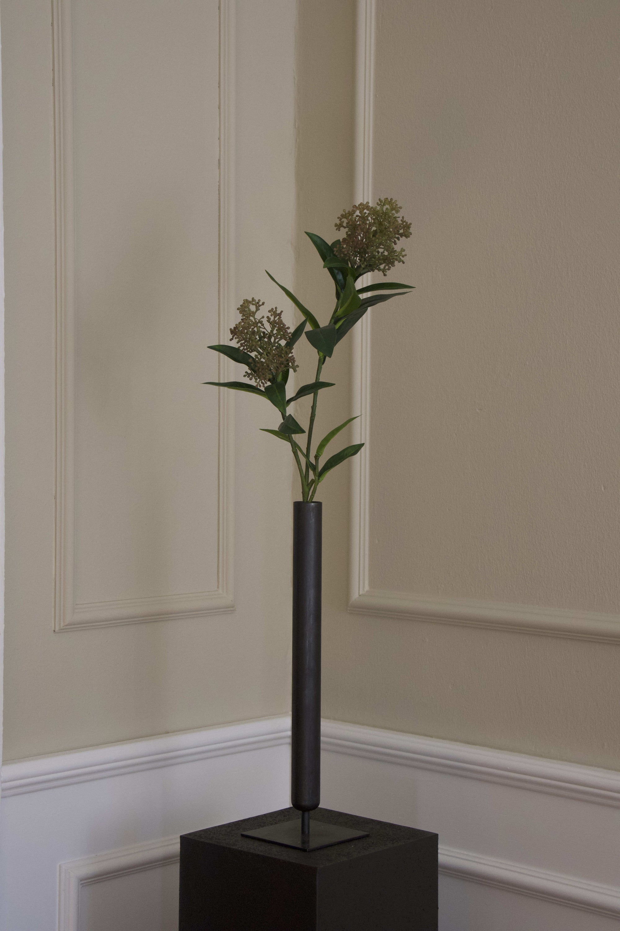 Skimmia