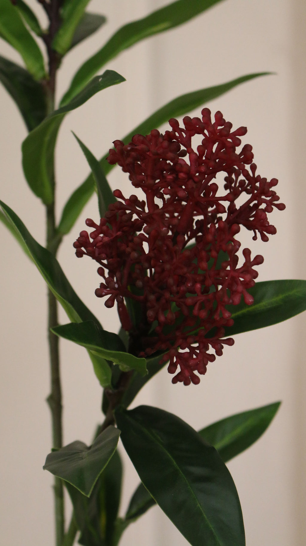 Skimmia