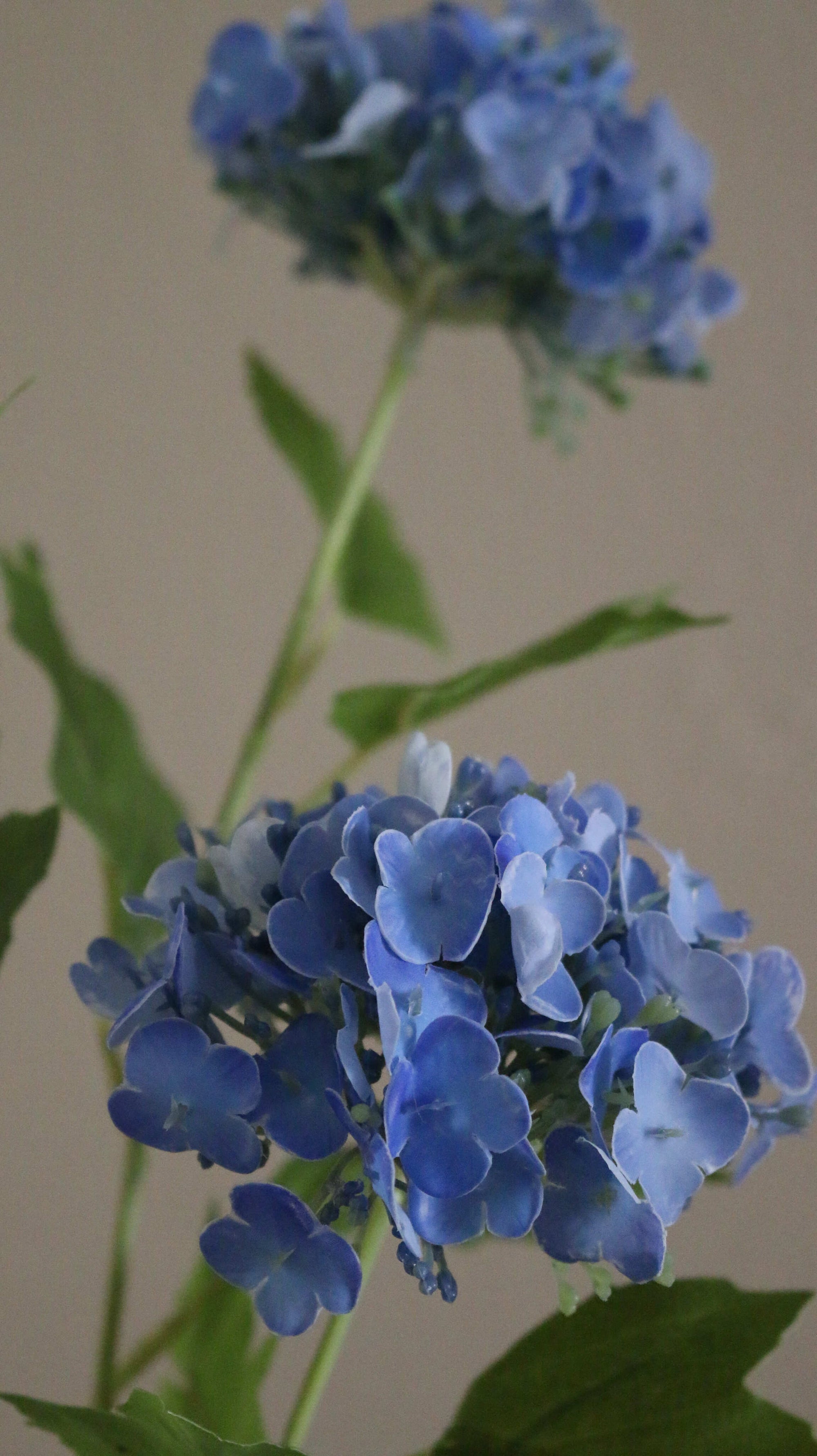 Snowball Hortensia