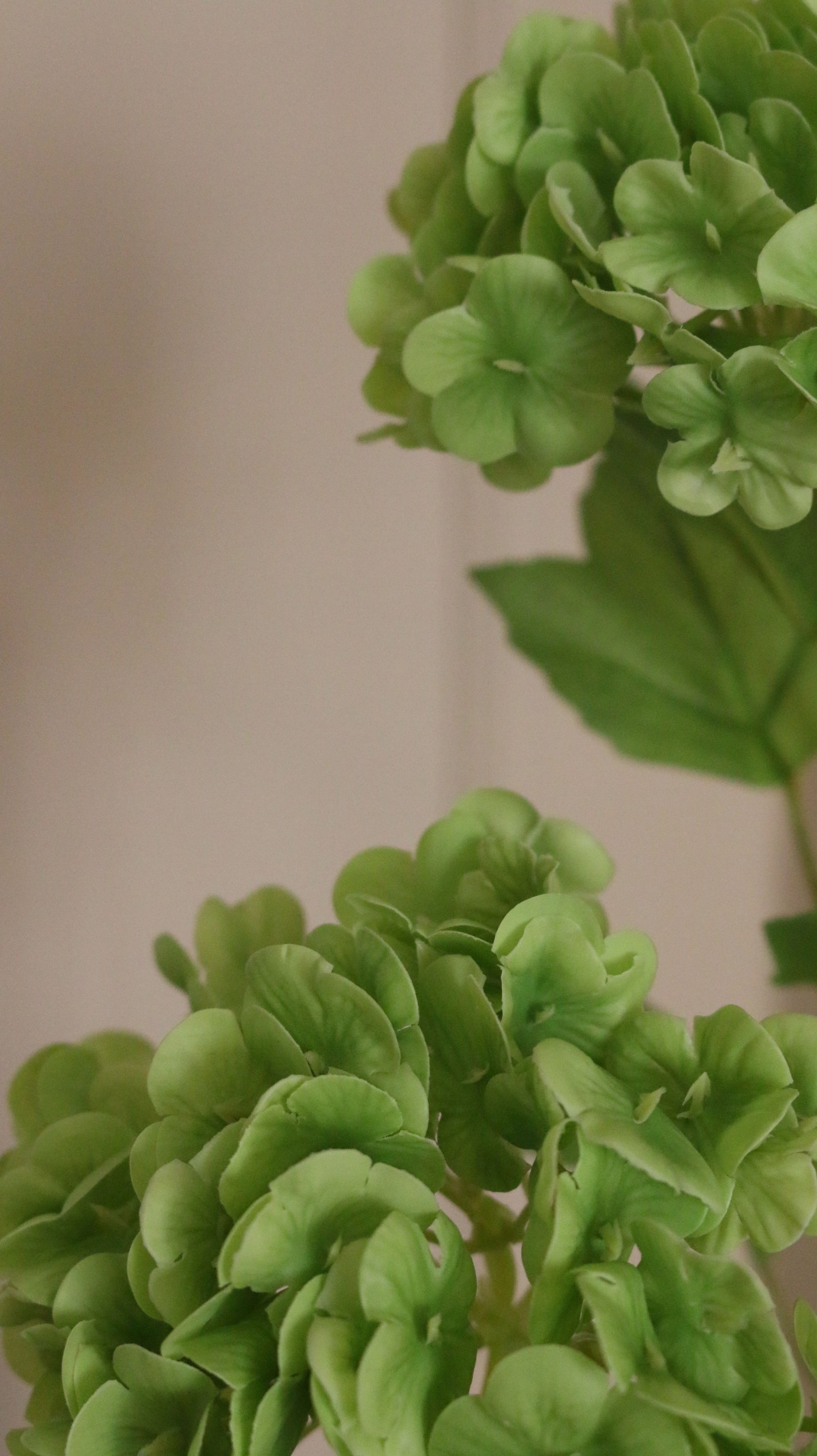 Snowball Hortensia