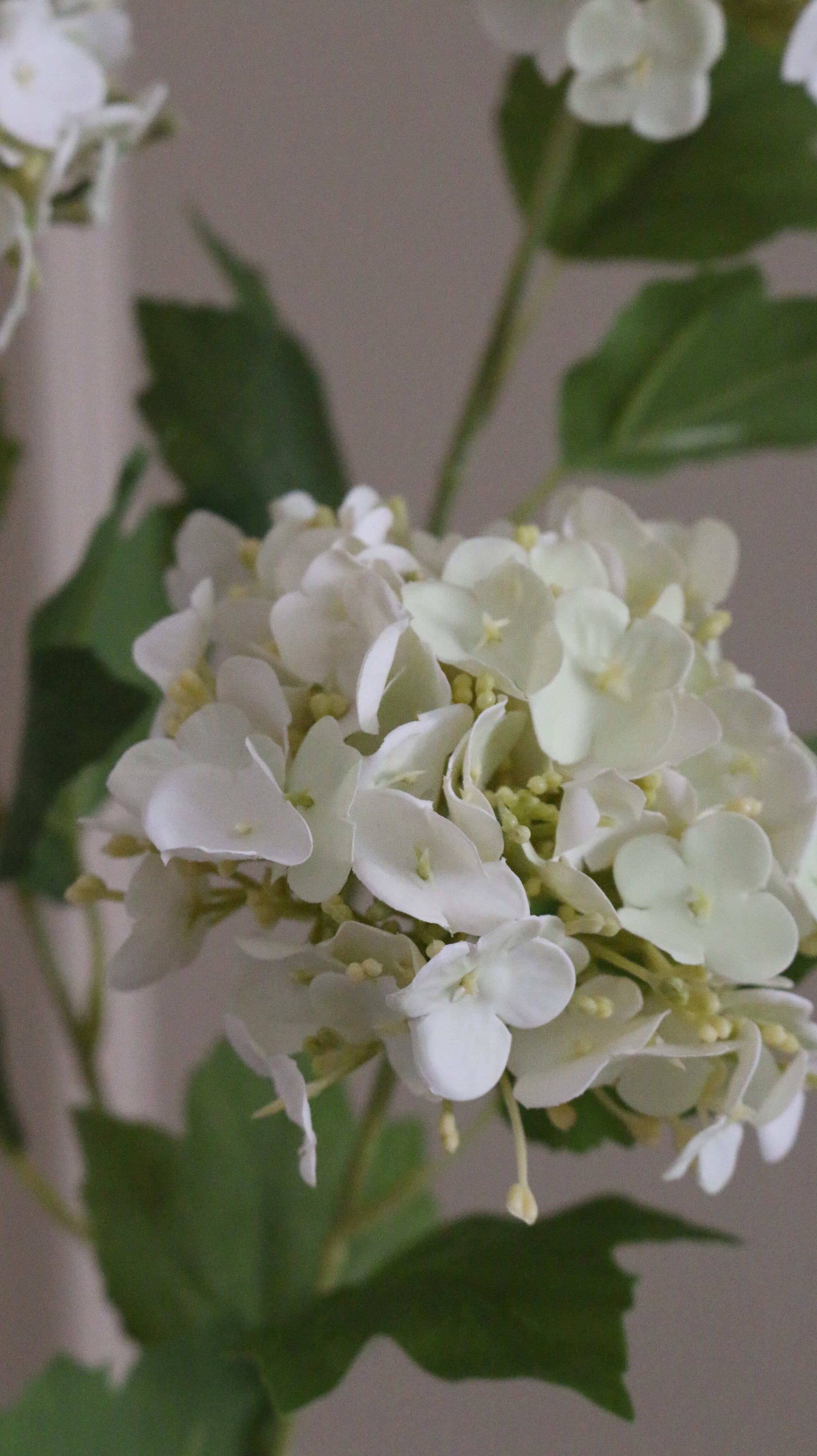Snowball Hortensia