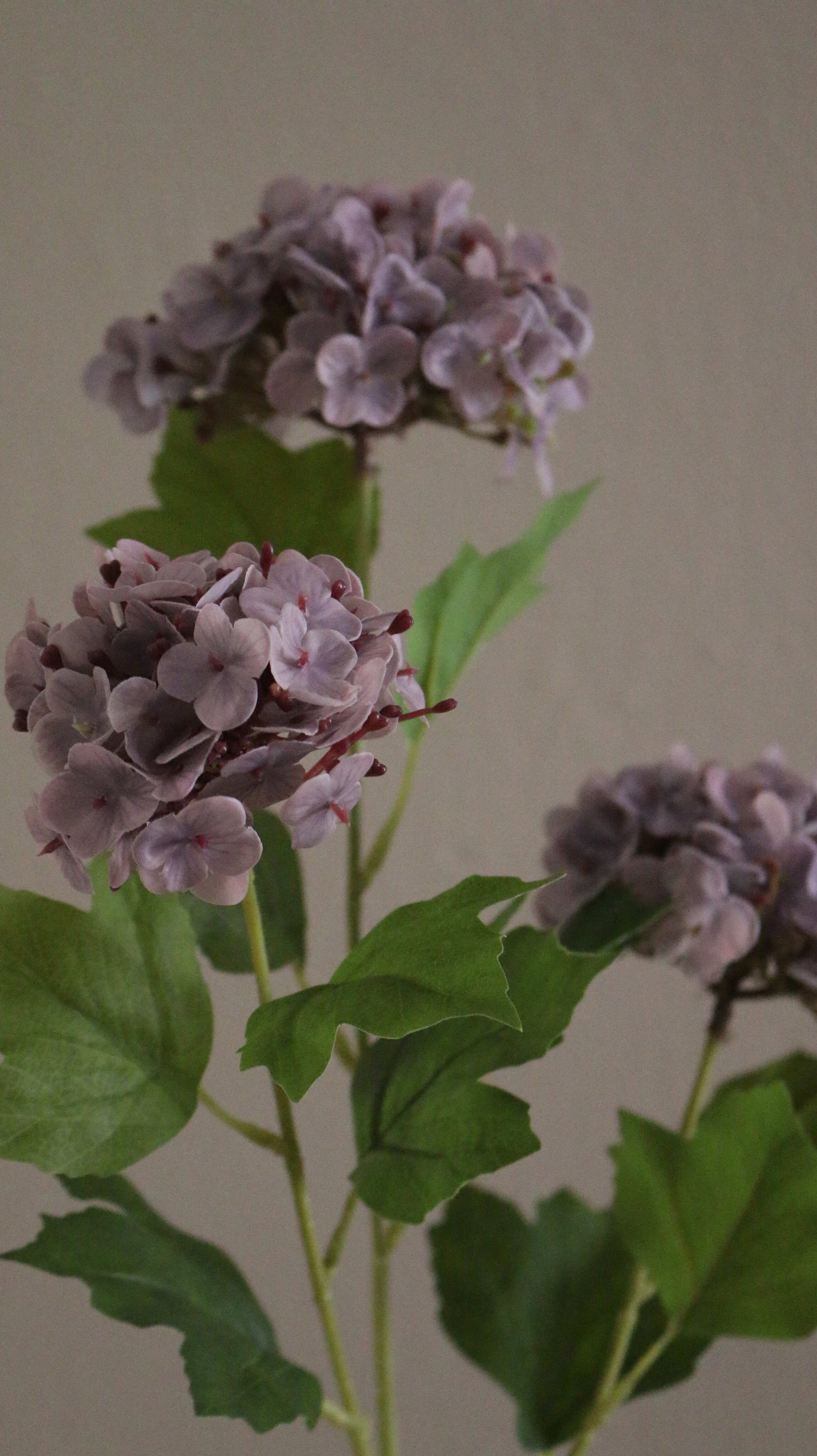 Snowball Hortensia