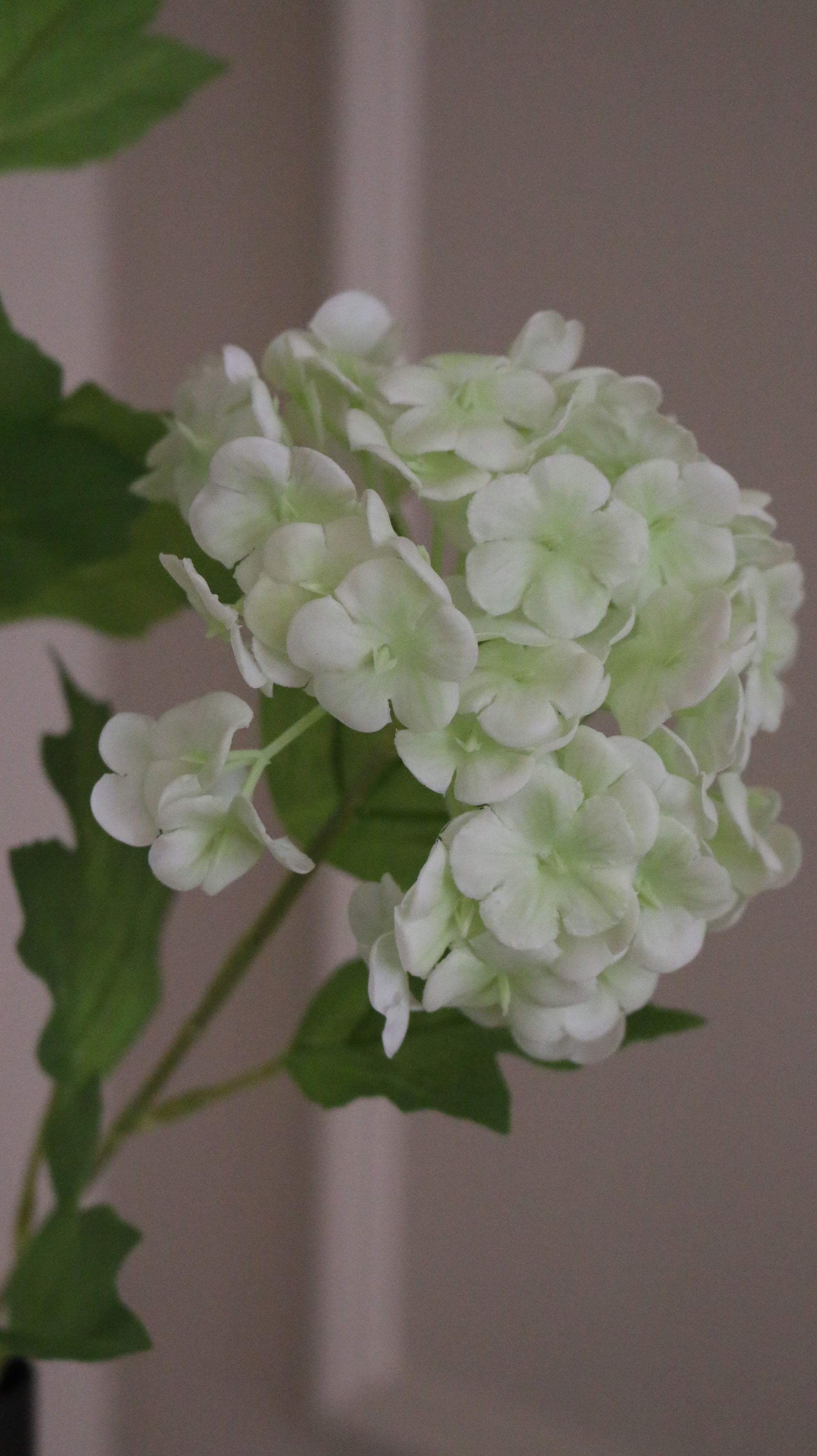 Snowball Hortensia