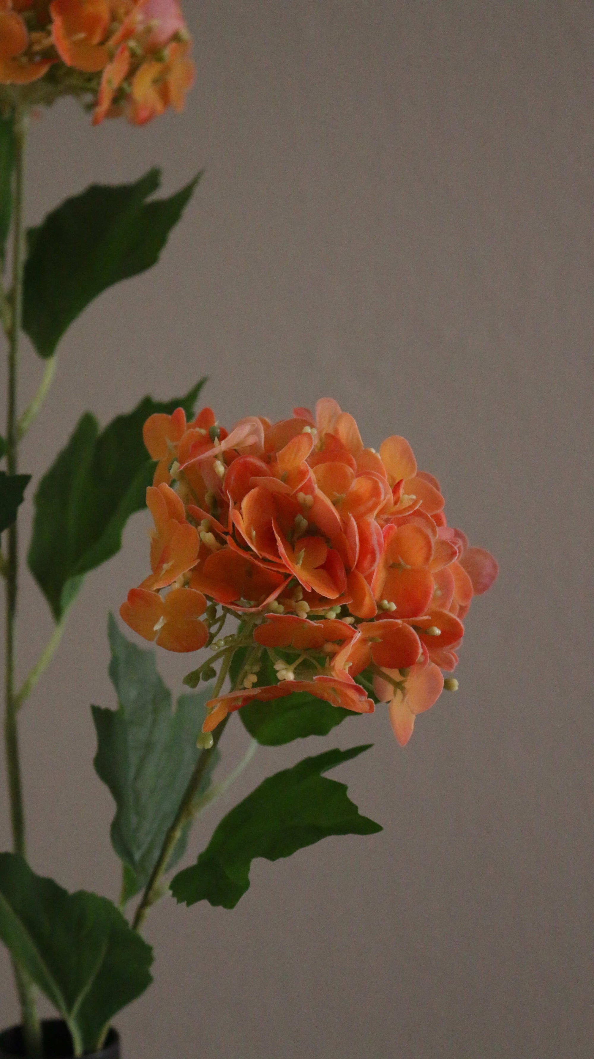 Snowball Hortensia
