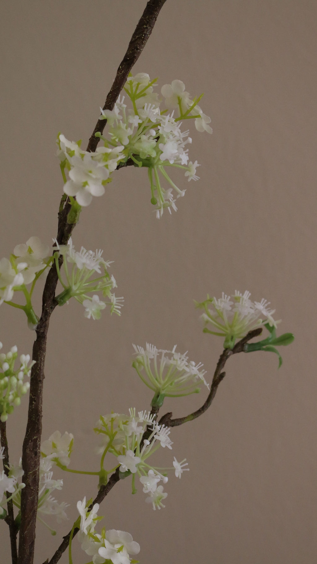 Snow Willow