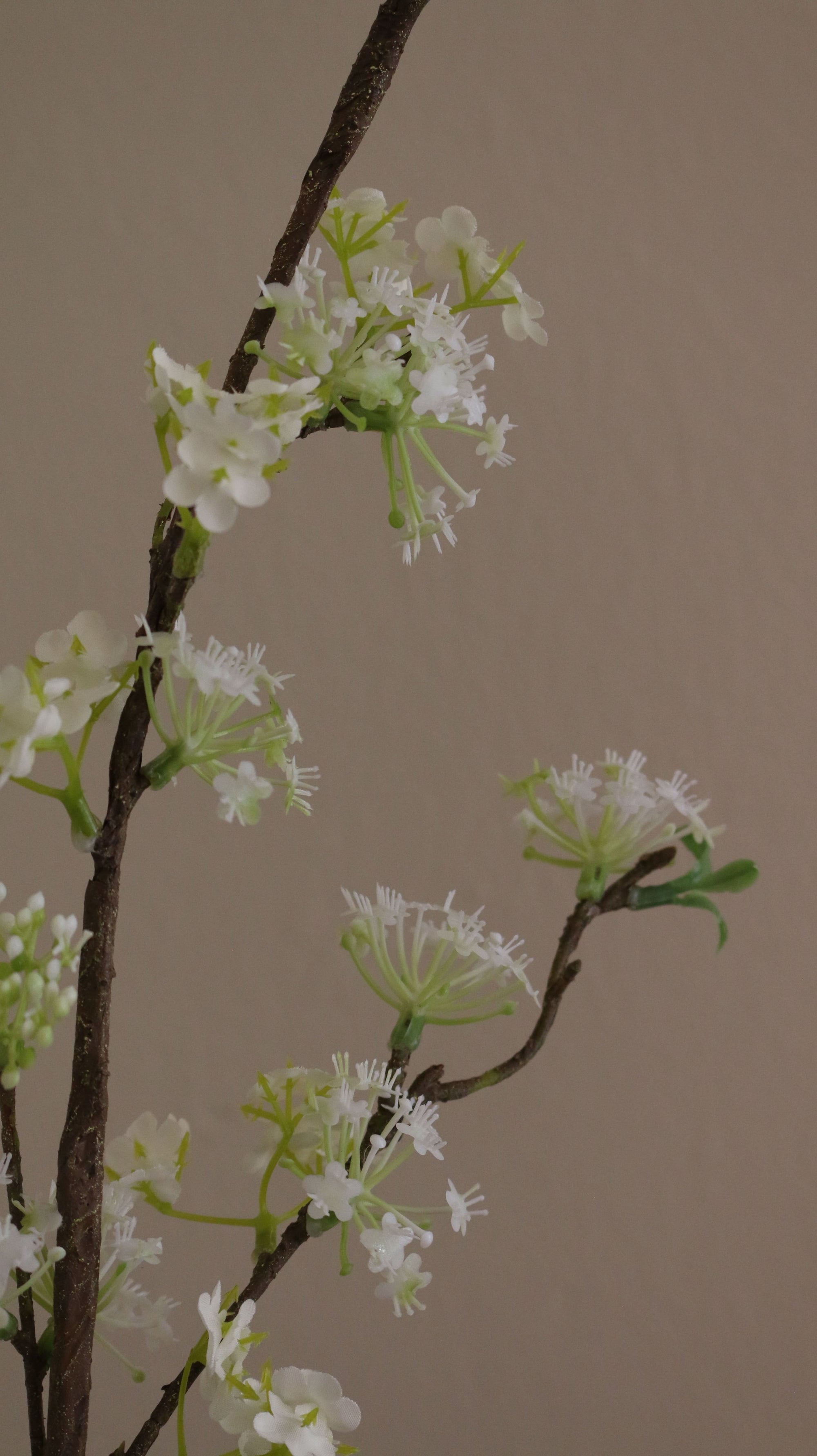 Snow Willow
