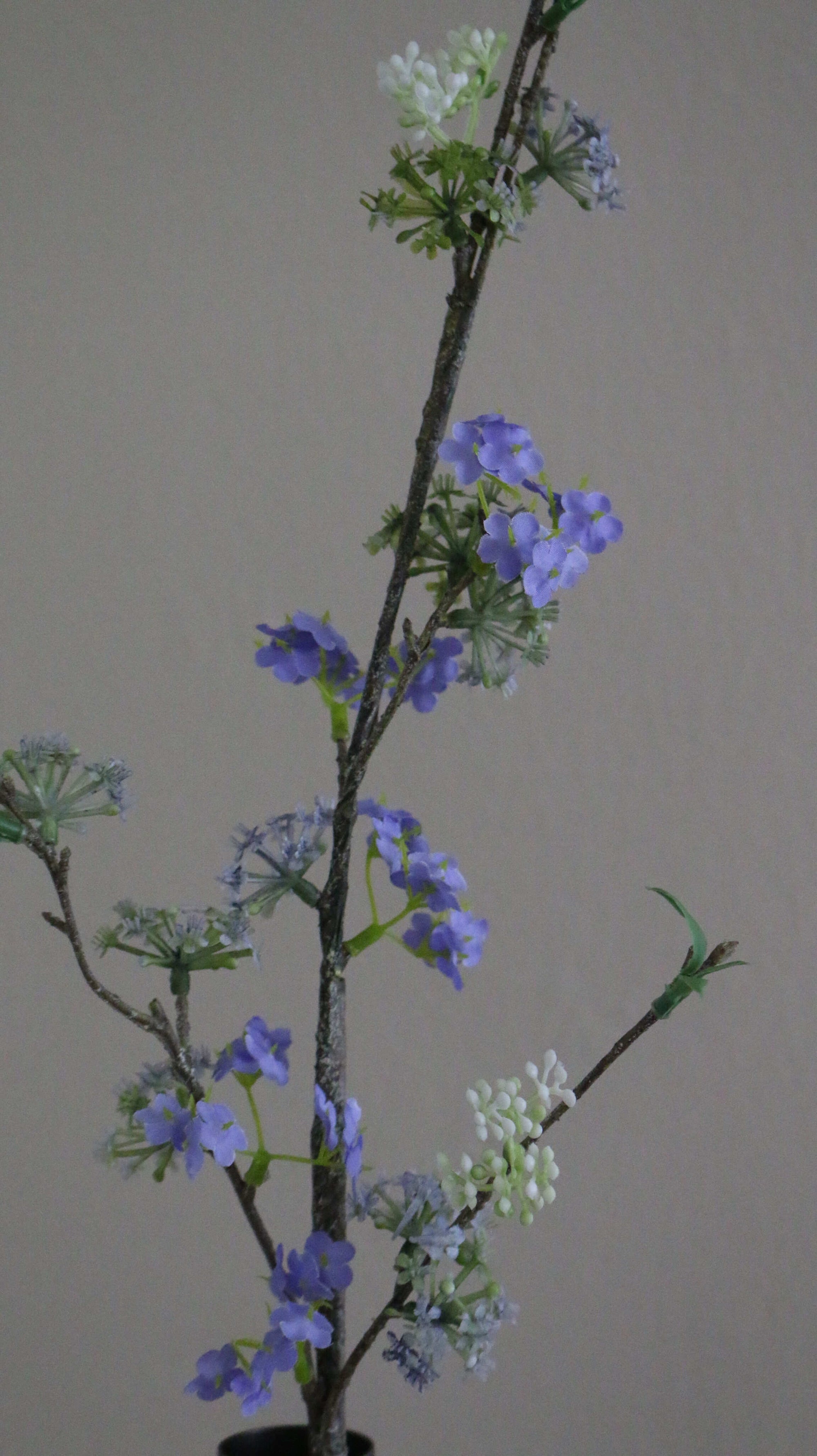 Snow Willow