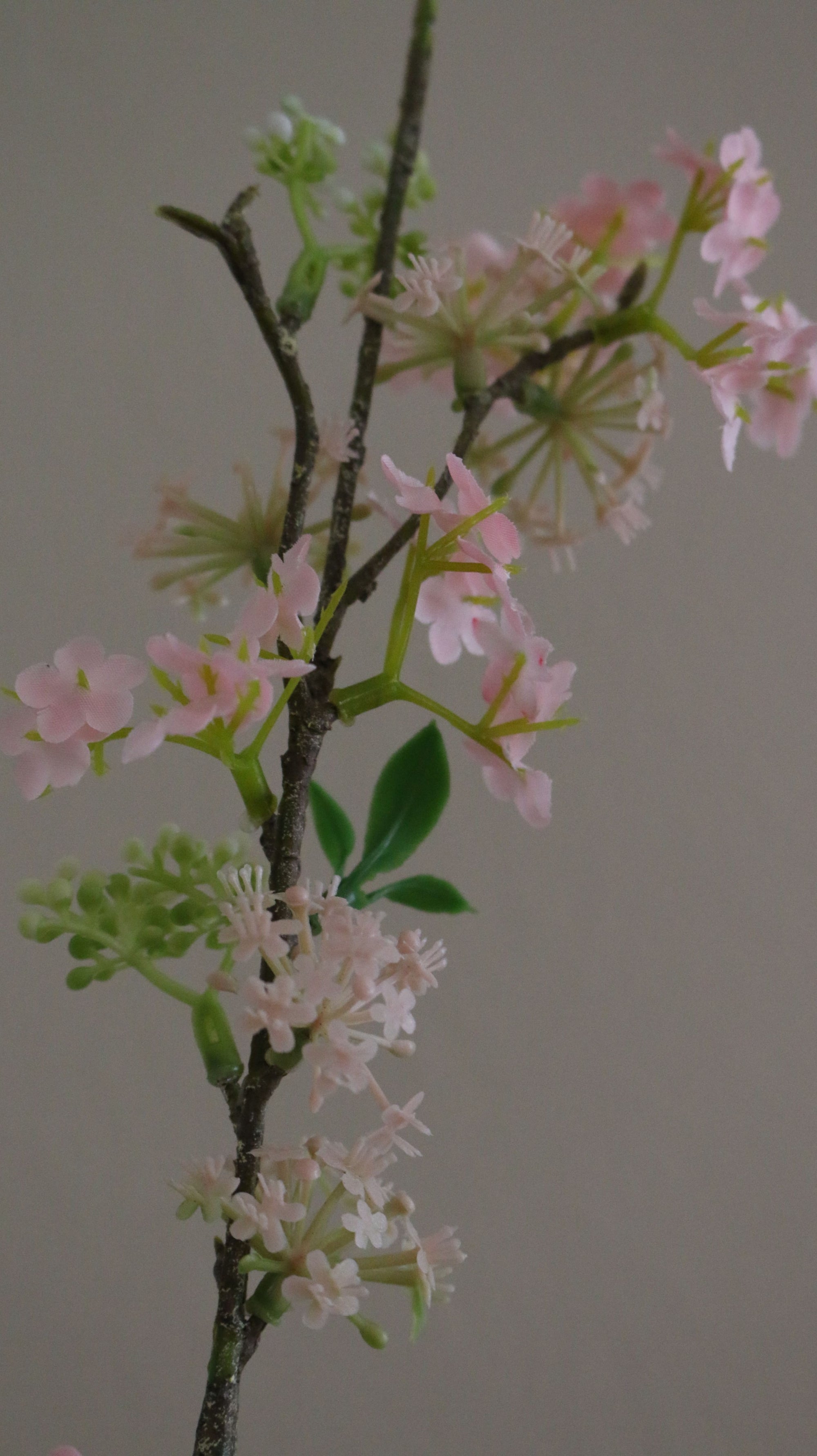 Snow Willow