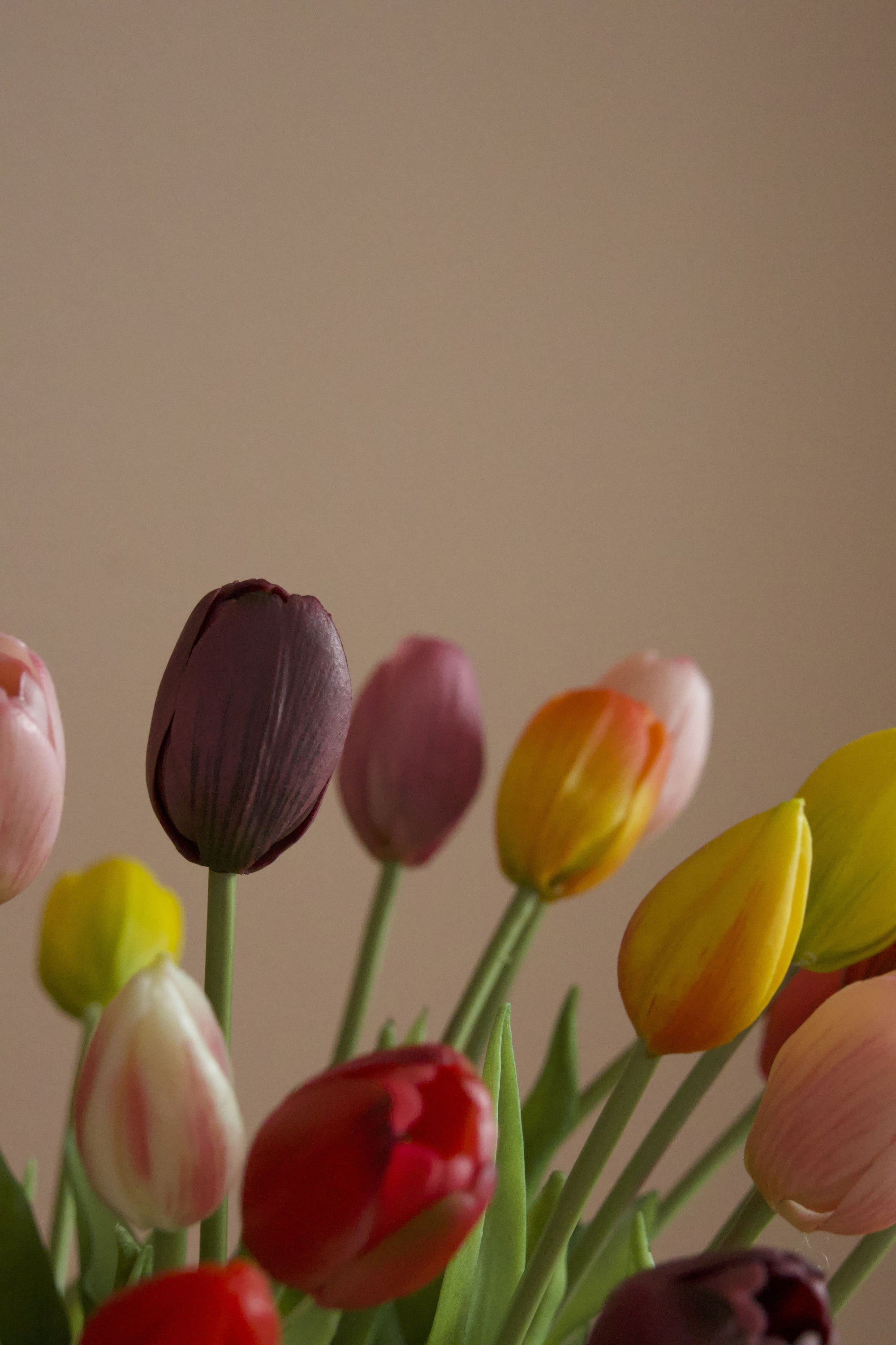 Tulip Lover