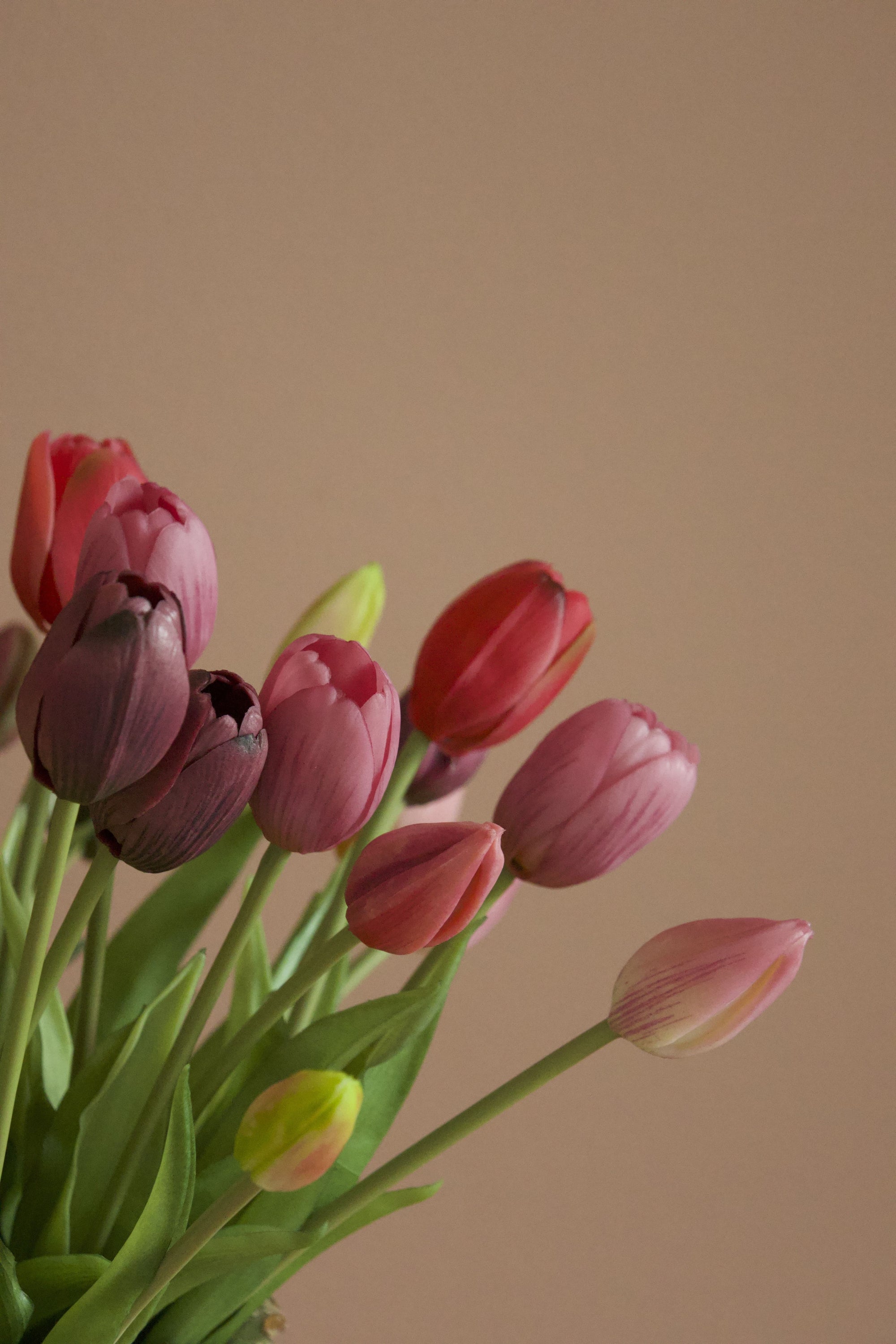 Tulip Lover