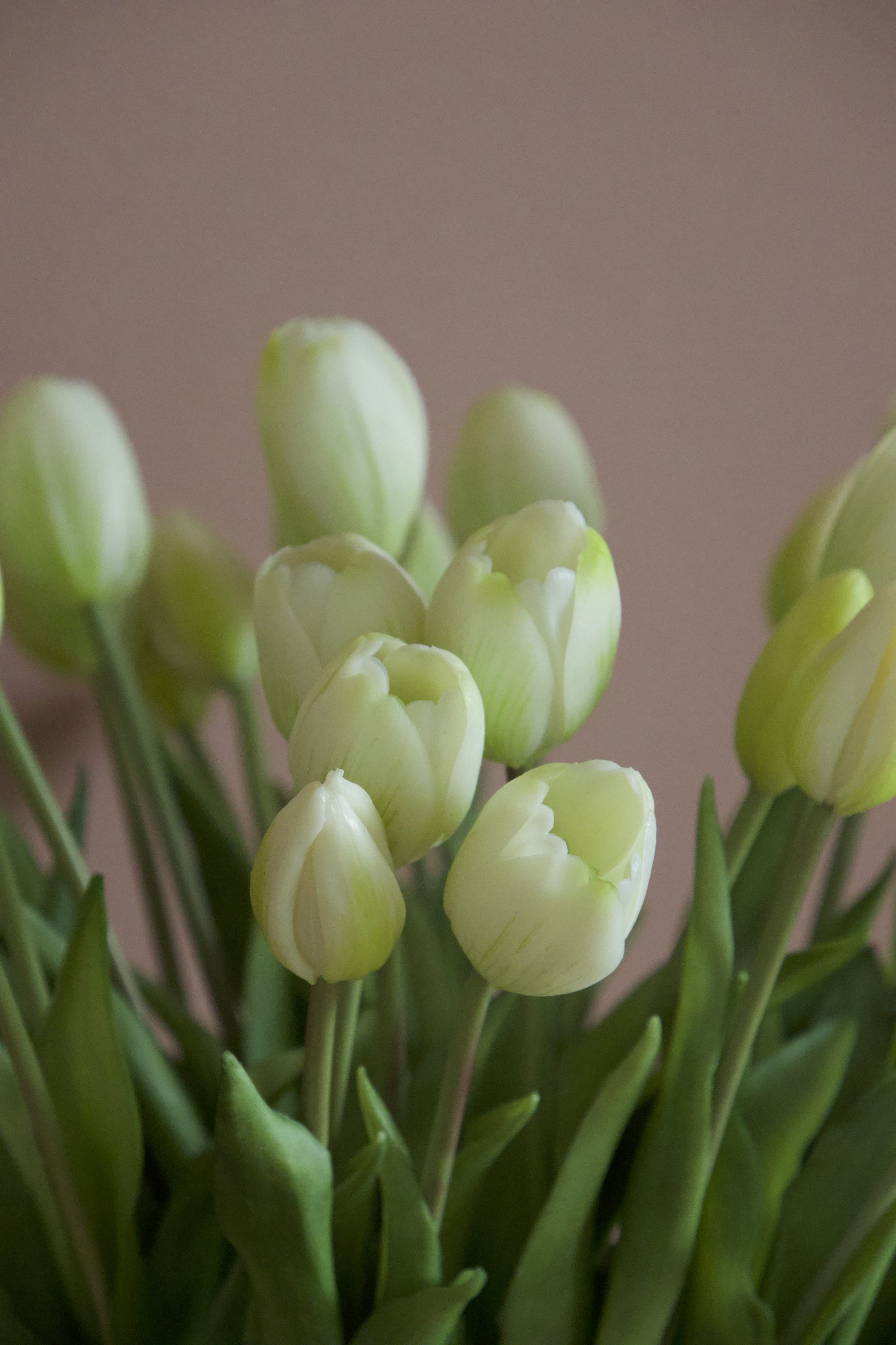 Tulip Lover