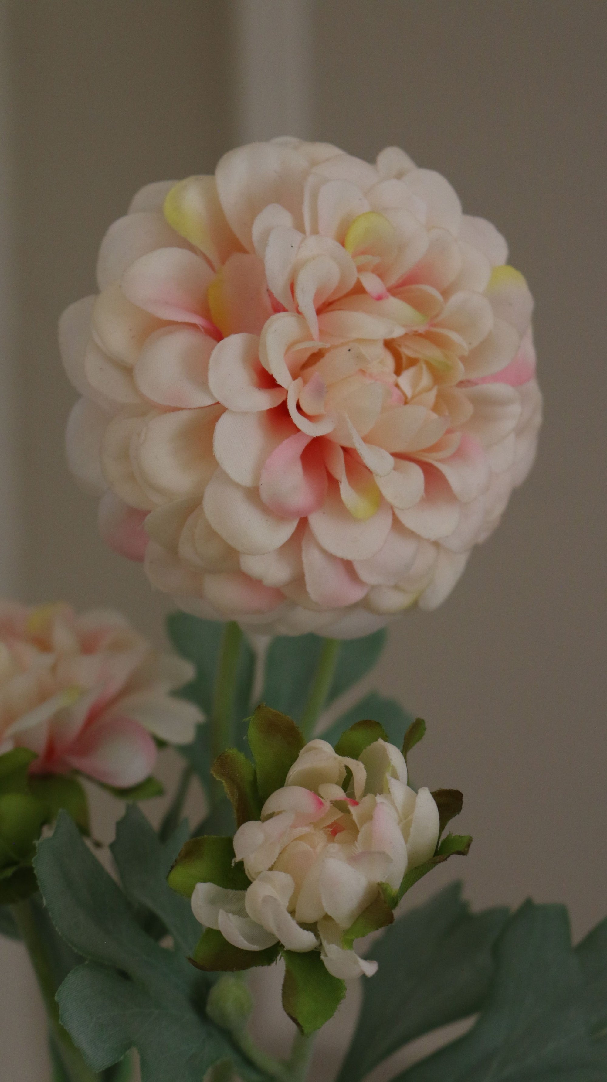 Zinnia