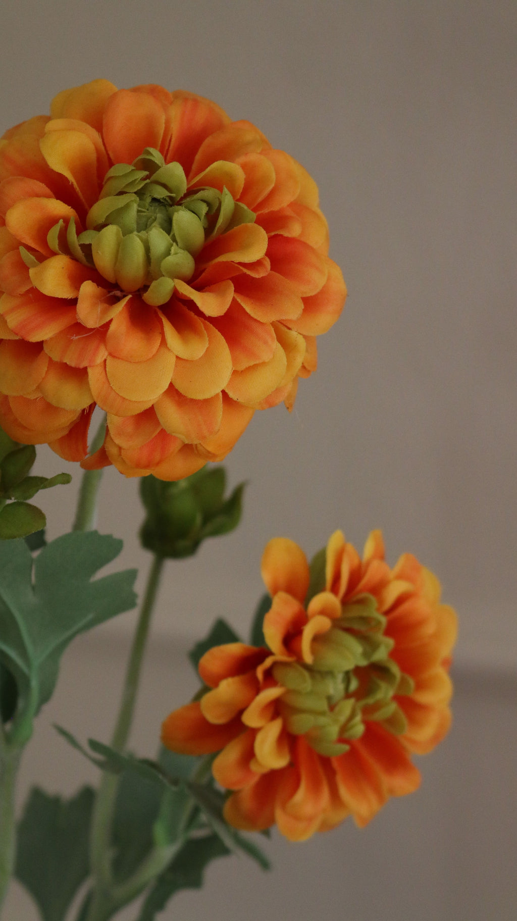 Zinnia