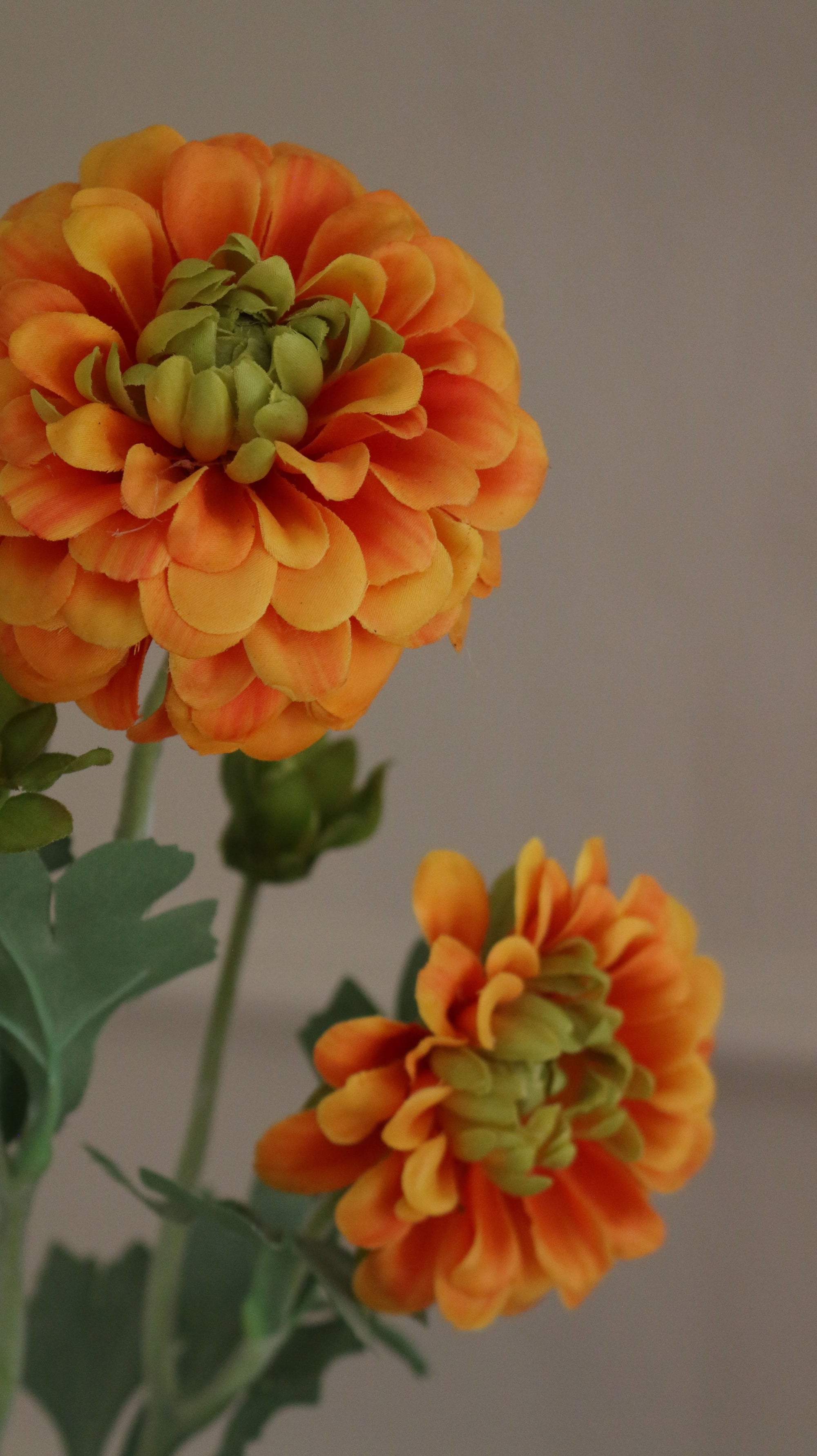 Zinnia