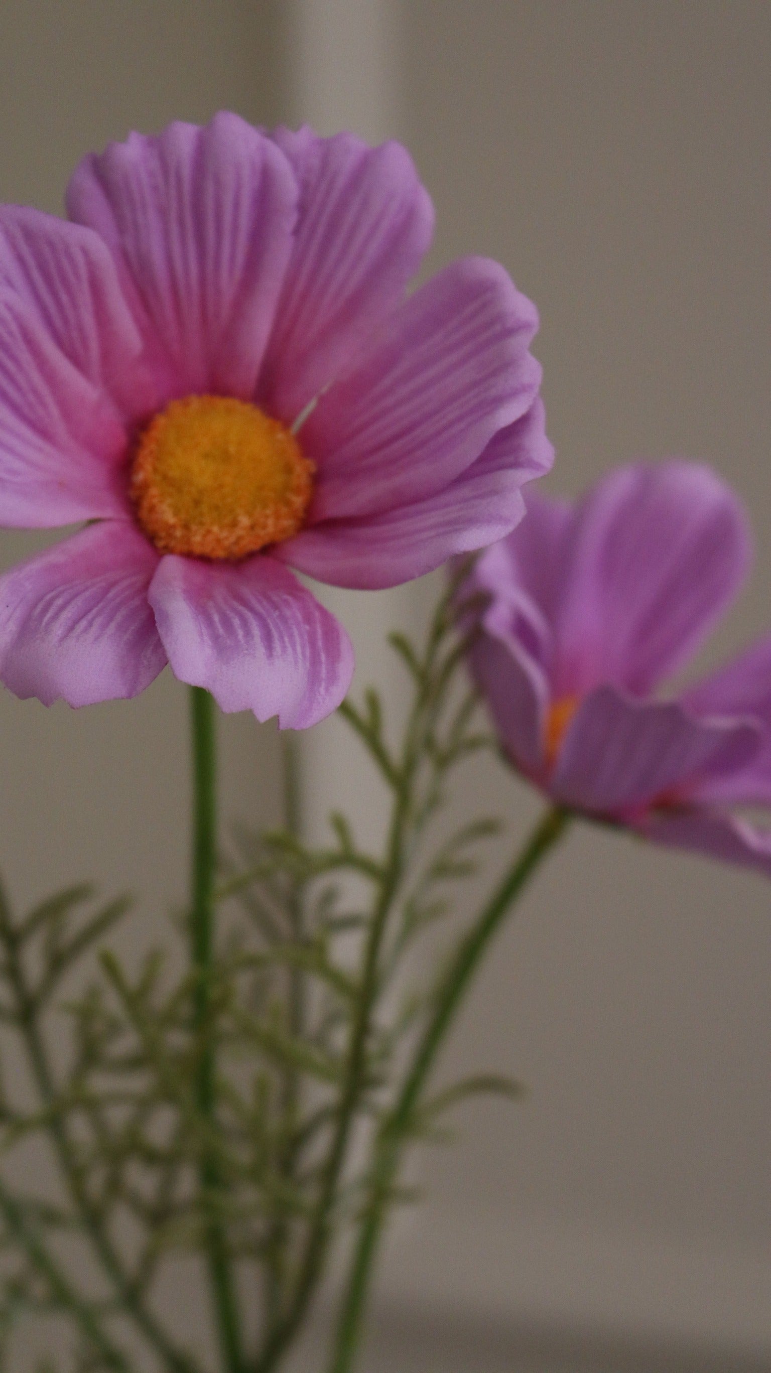 Cosmos