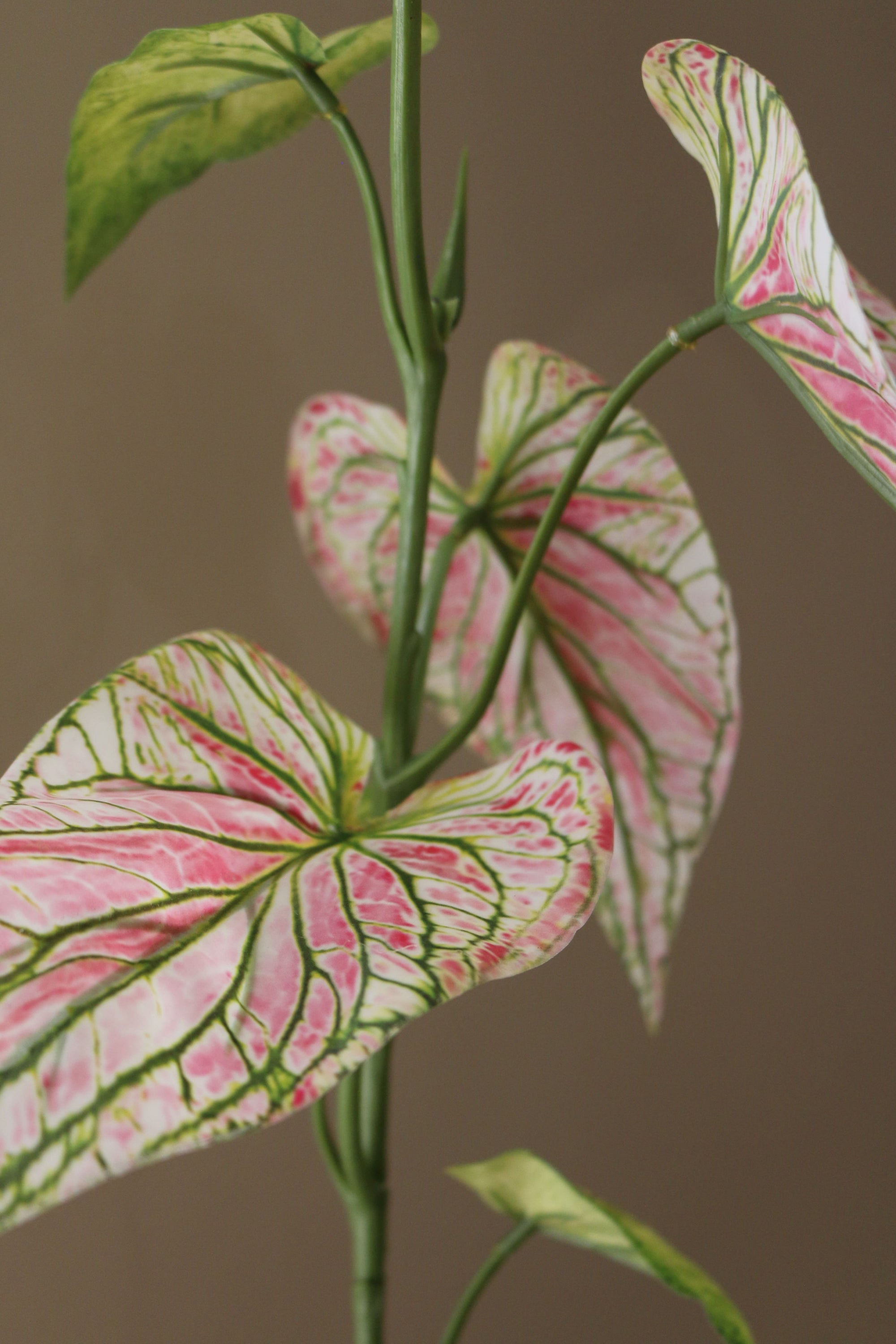 Kunstig Caladium Blad